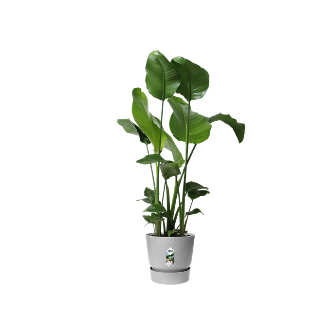 greenville round 30cm living concrete